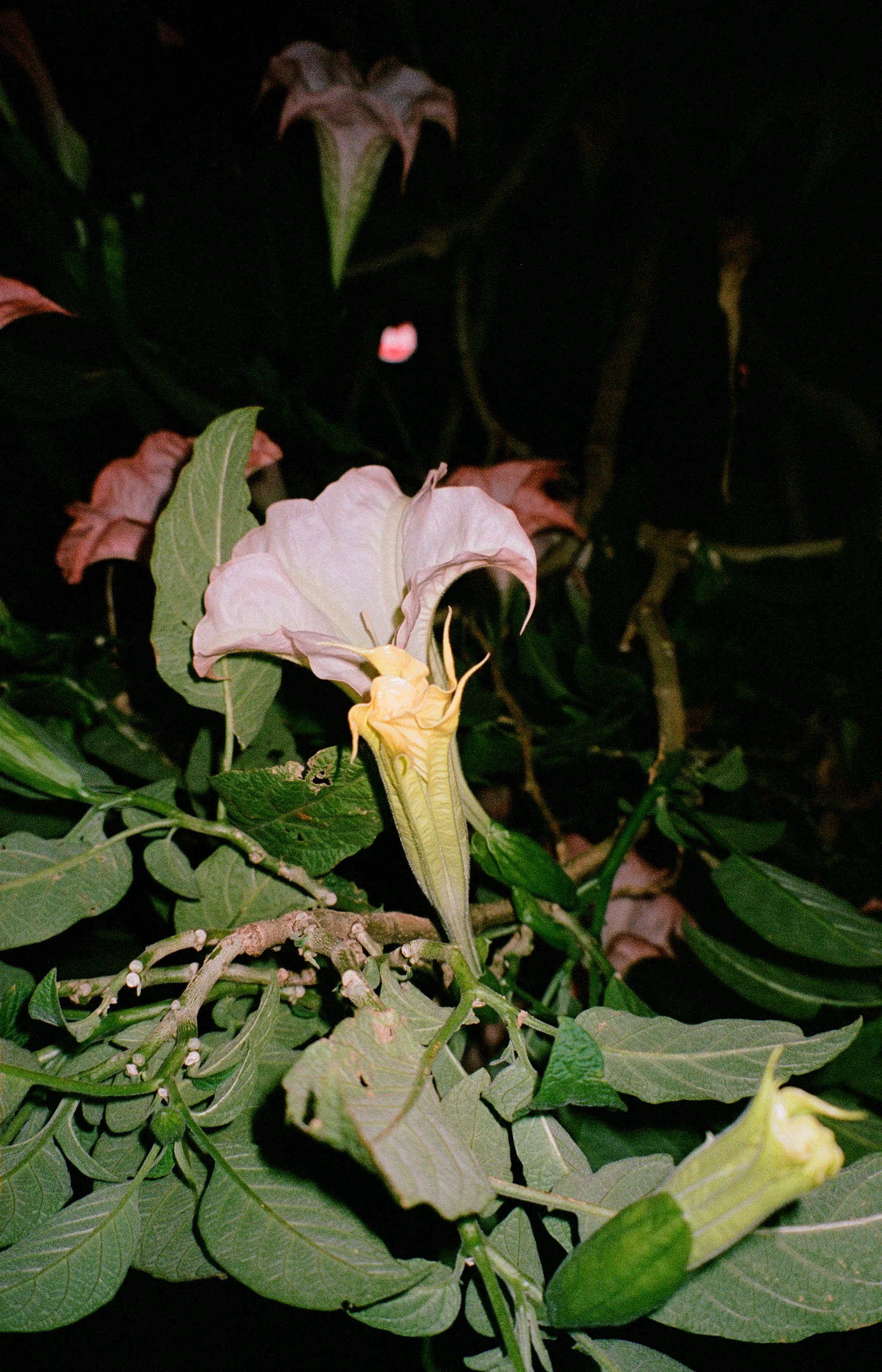an angel's trumpet sounds, I wonder who the angel is