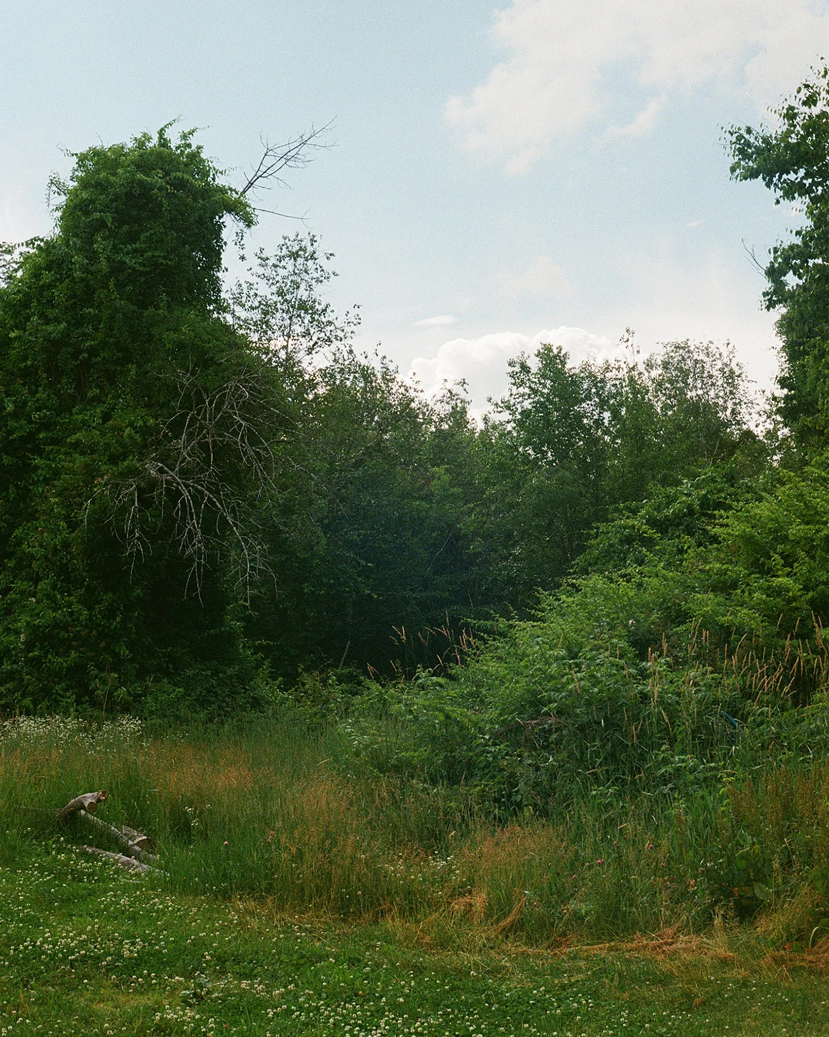 the trees look like they're whispering here.