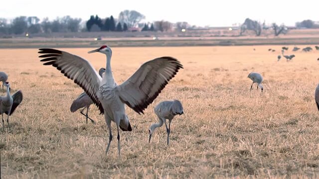 Sandhill cranes mate for life, and renew their bonds by dancing every #spring in the San Luis Valley, Colorado ⛰️
Video coming tomorrow 👀
.
.
.
#evrglomedia #whatsyourmoment #montevista #cranefestival #videography #sandhill #coloradonature #sandhill