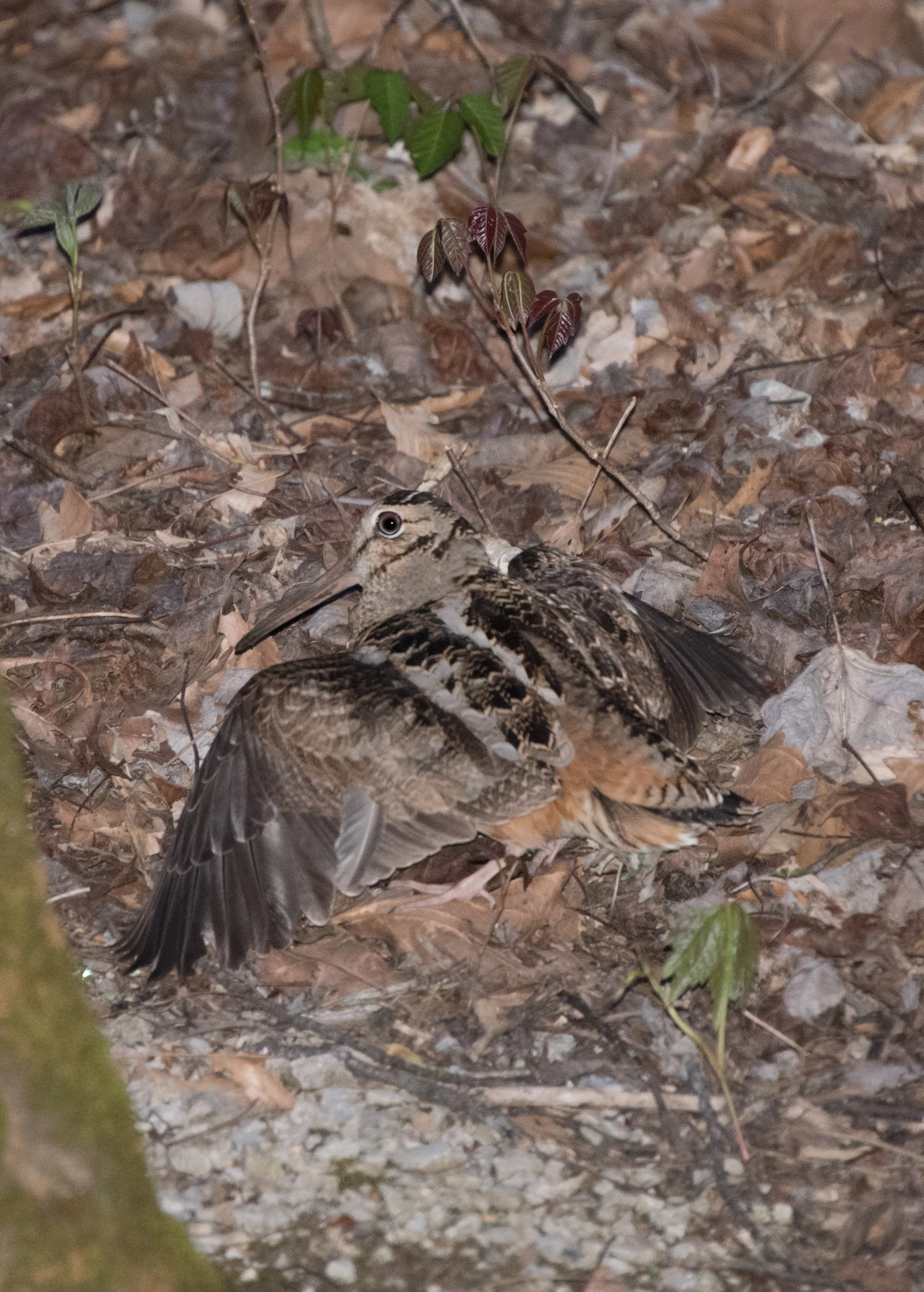 DBNF Woodcock2.jpg