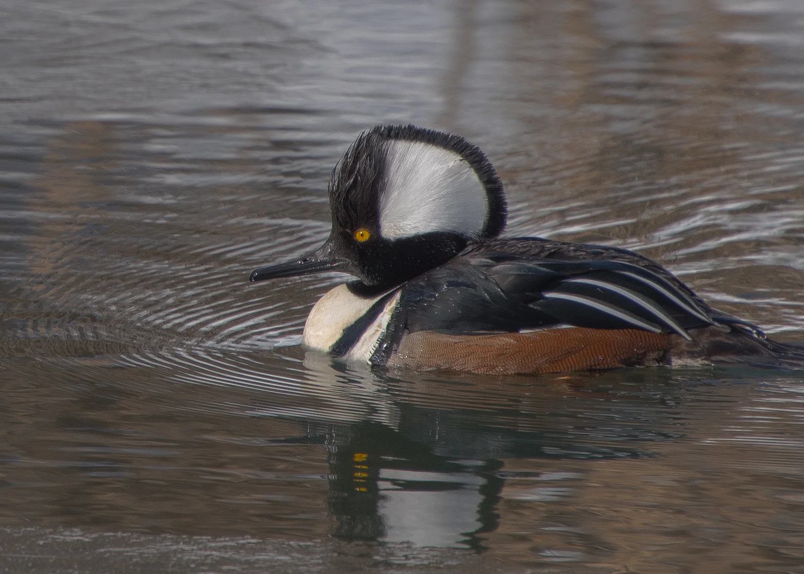 hooded merganser 1.jpg