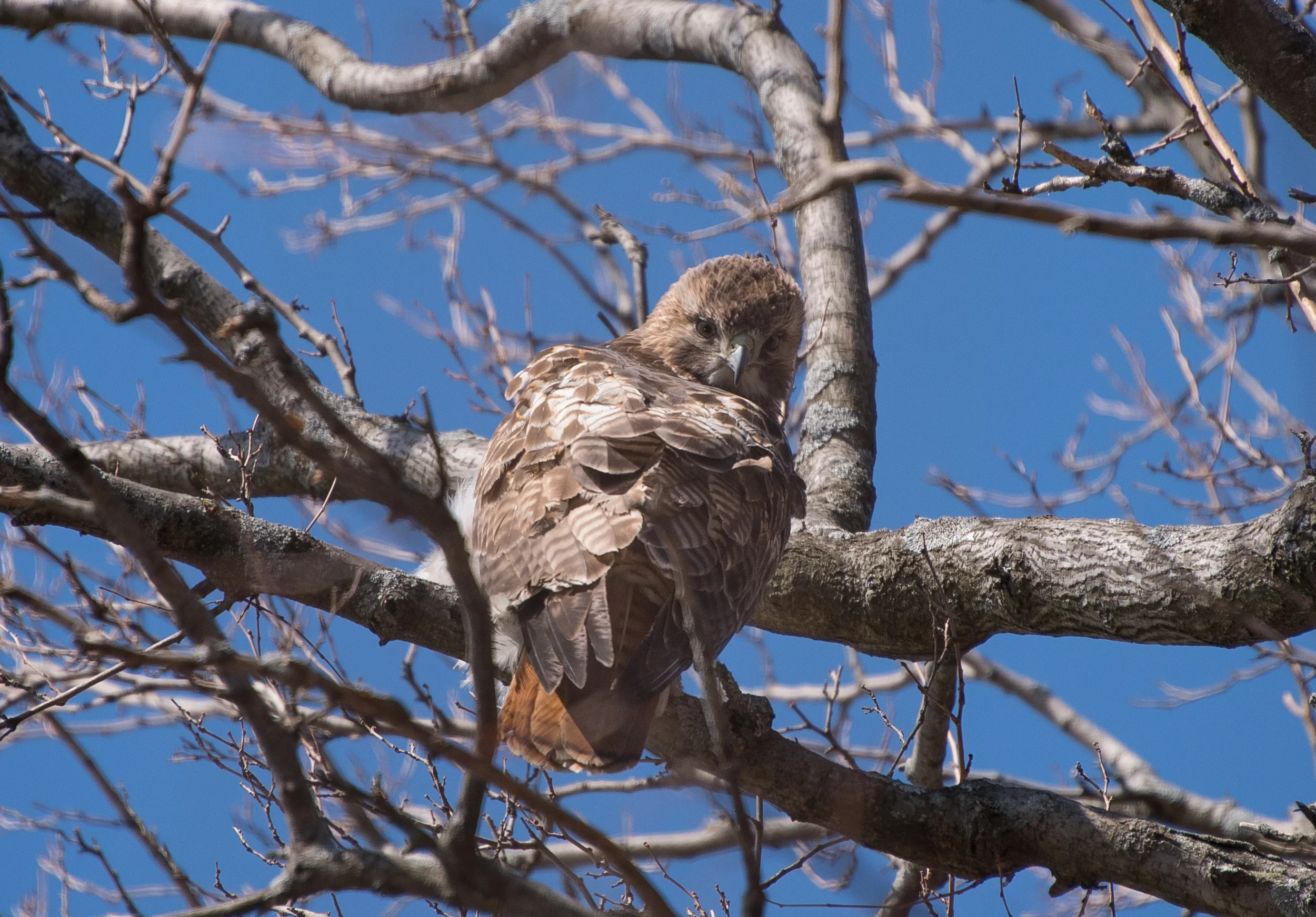 red tailed hawk 1 charles river.jpg