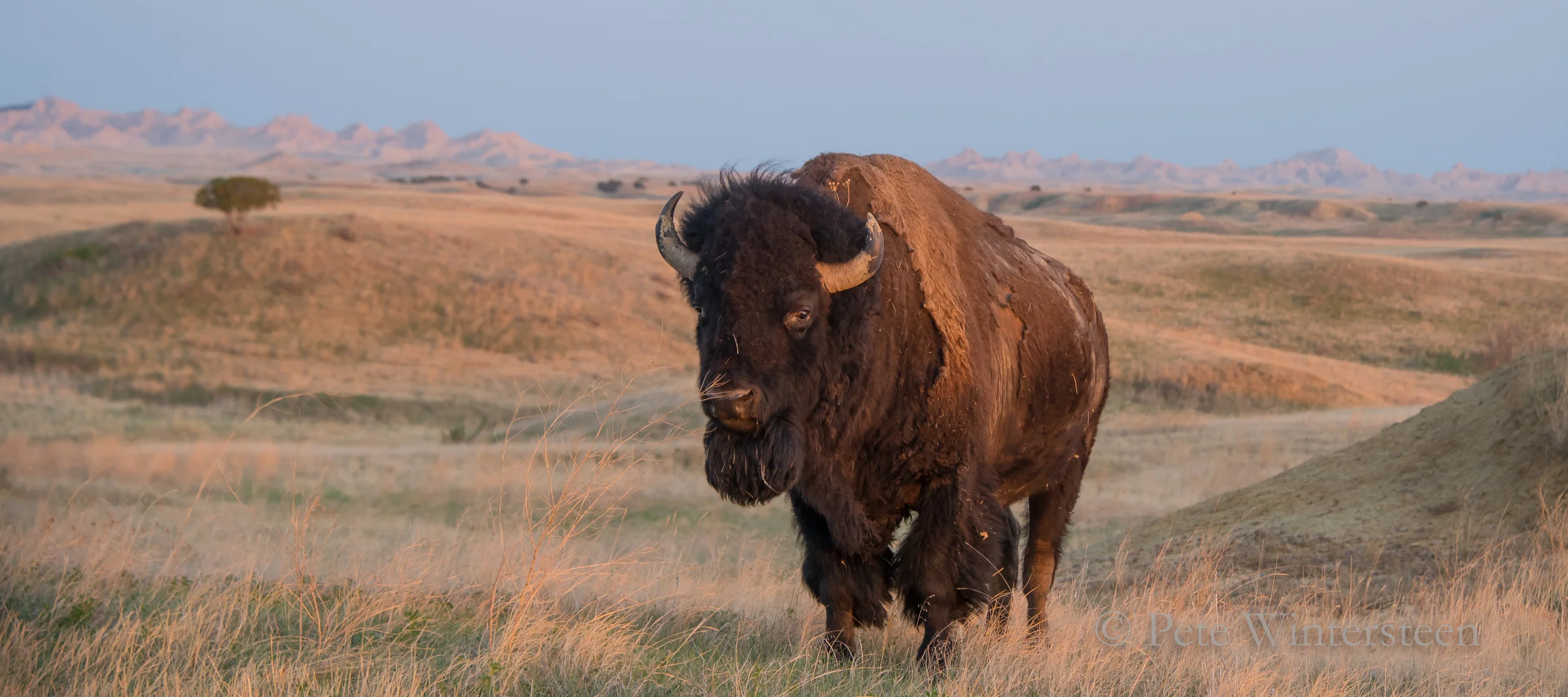 SD badlands sunset bison sqsp1.jpg