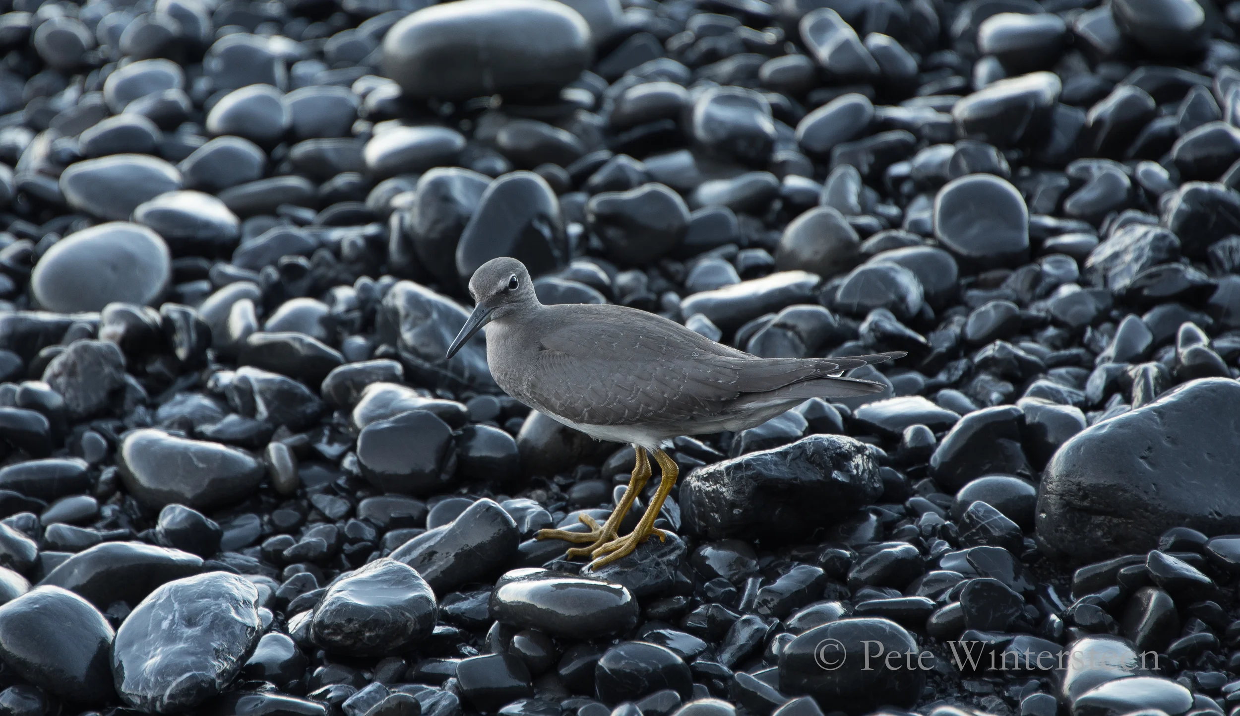 Lost coast bird sqsp1.jpg