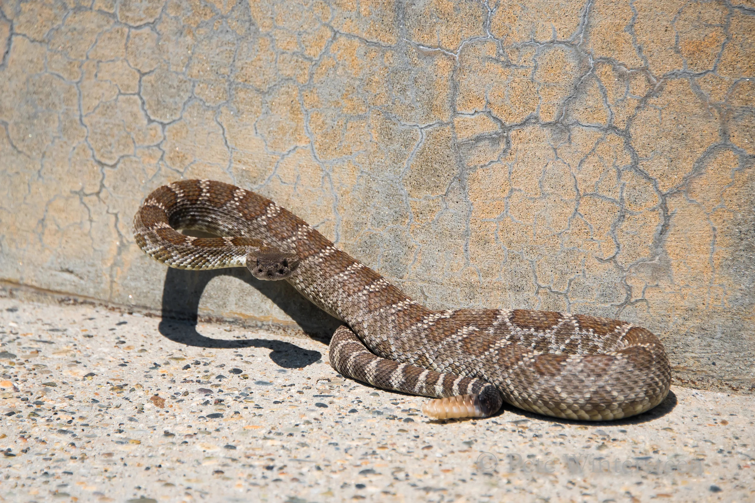 Sierra NF rattlesnake sqsp1.jpg