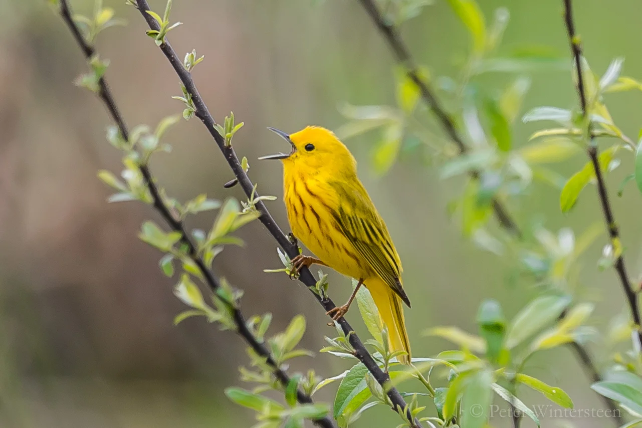 Piney Yellow Warbler SqSp.jpg
