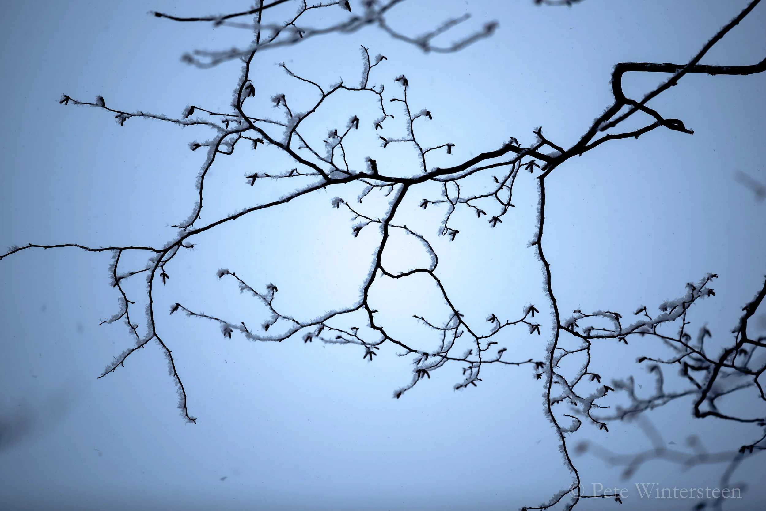 birch twig in frost and sky.jpg