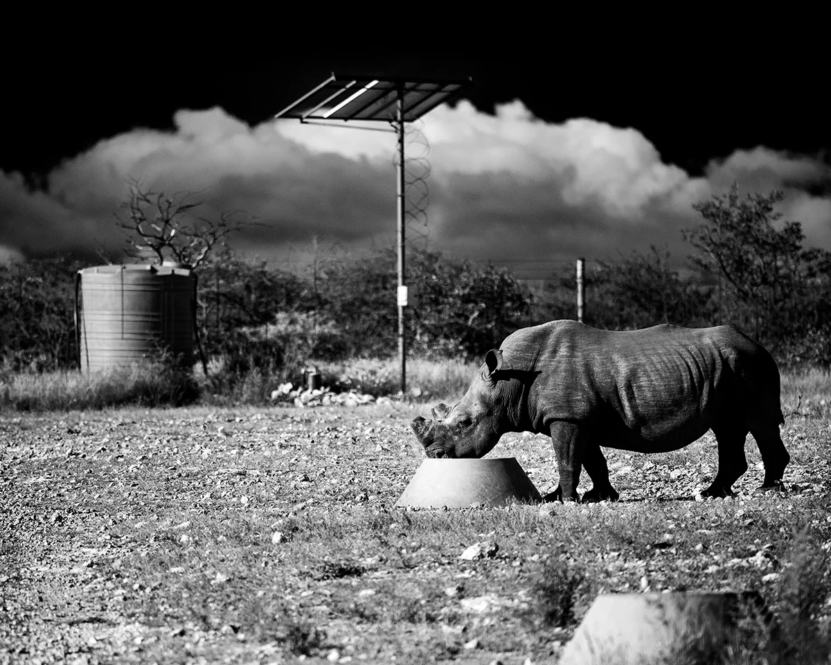 solar panel rhino copy.jpg