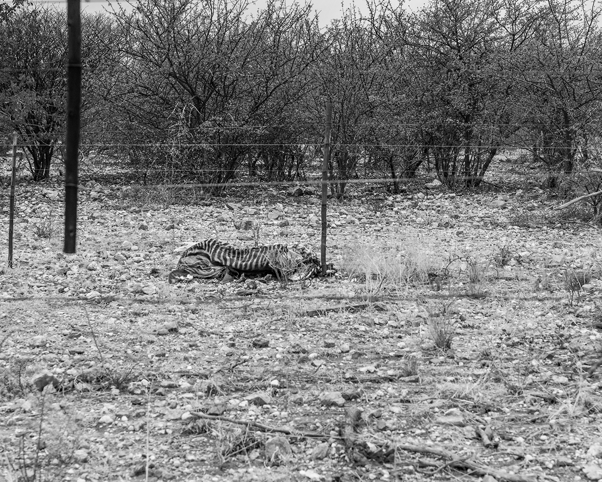 dead zebra 1.jpg