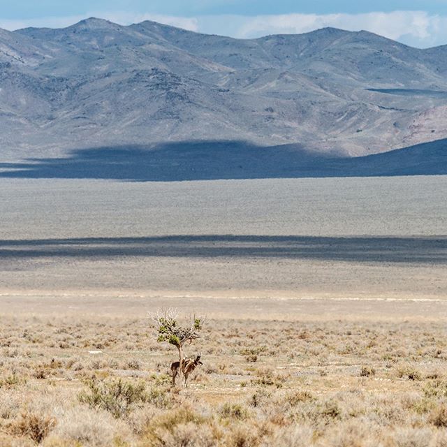 Tough place for a pronghorn to find some shade. Somewhere in the desert in western Utah. -
-
-
-
-
-
#wildlife #utah #wilderness #desert #nature #conservation #utahphotography #naturephotography #conservationphotography #desertecology #nikonphotograp