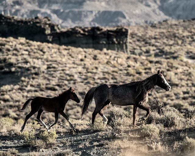 A mare and foal from the #wyoming Red Desert. Invasive species have been a focus of much of my photo work. Despite being an icon of the West, horses are not native here and despite their inherent charisma cause extensive ecological damage in the area