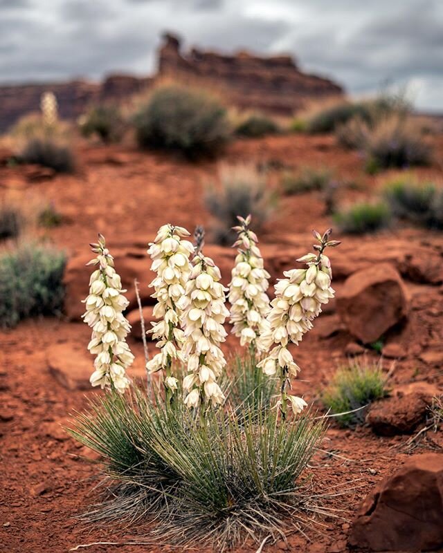 I can&rsquo;t wait for some springtime desert camping. Plants throughout Bears Ears benefited from a good amount of winter precip last year and were blooming like crazy when I was there last. #standwithbearsears -
-
-
-
-
-
-
-
#utah #bearsears #cons