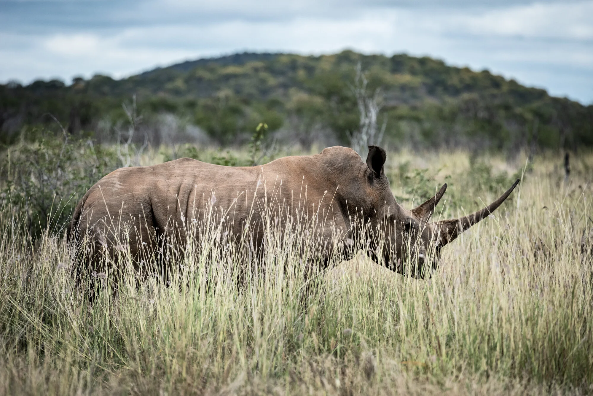White-Rhino-Profile.jpg