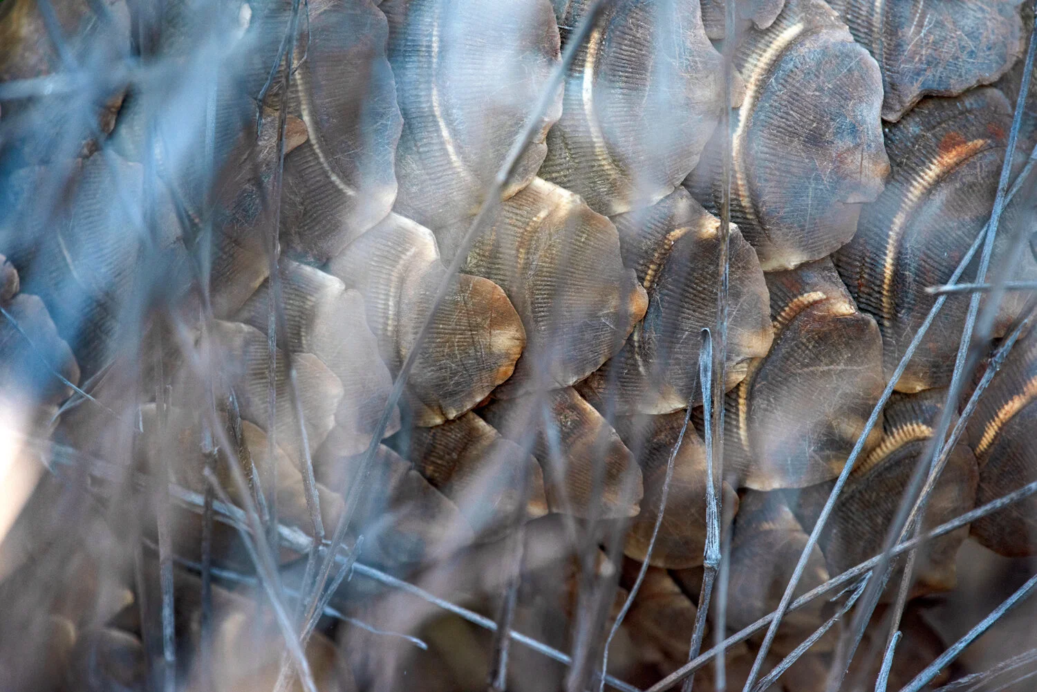 wintersteen-pangolin-scales.jpg