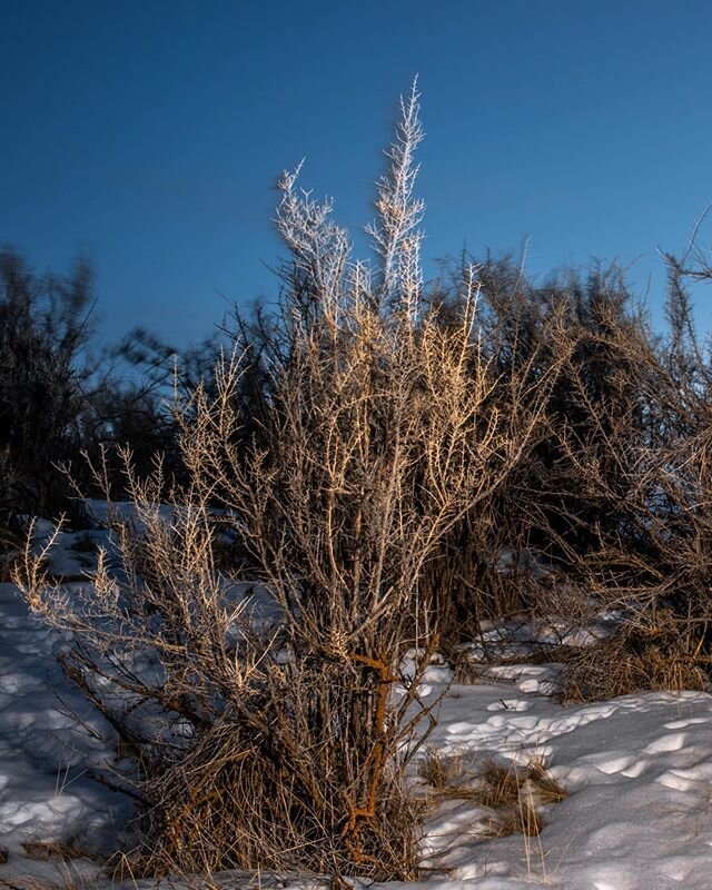 Just an experiment including rabbit and coyote tracks as well as some opposite colors. Some other ideas but we&rsquo;ll see...
-
-
-
-
-
-
-
#wyoming #nature #wilderness #colortheory #conservation #ecology #landscape #naturephotography #landscapephot