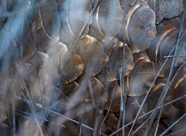 #worldpangolinday today. Pangolins are the world&rsquo;s most trafficked animals. Due to the fallacious belief that their scales have medicinal properties, this entire family of animals is threatened with extinction. Wildlife trafficking occurs all o