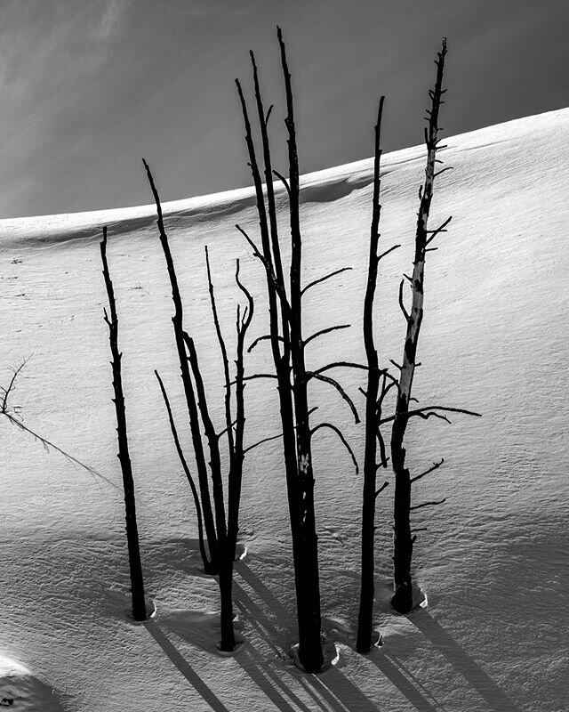 Skeletons of burnt trees on a frigid winter afternoon.
-
-
-
-
-
-
-
-
#wyoming #nature #landscape #blackandwhitephotography #winter #trees #naturephotography #landscapephotography #nikon #nikonphotography