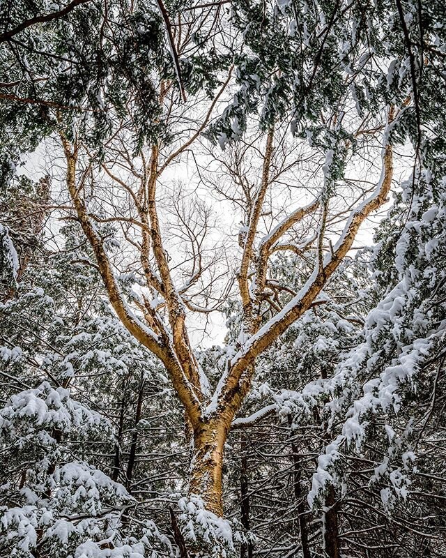 Hopefully last night&rsquo;s snow is the last surprise for this month. I love it, but I&rsquo;m ready for some of those sunny warm days!
-
-
-
-
-
-
-
#vermont #forest #nature #landscape #naturephotography #landscapephotography #forestbathing #winter