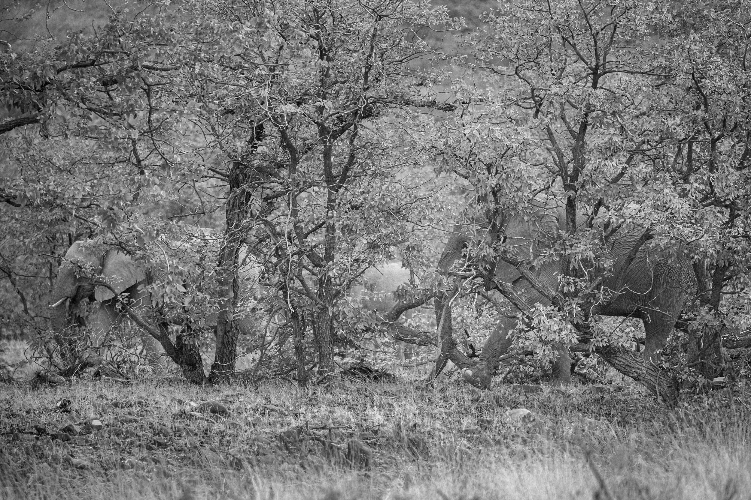 Kunene Elephants no 1.jpg