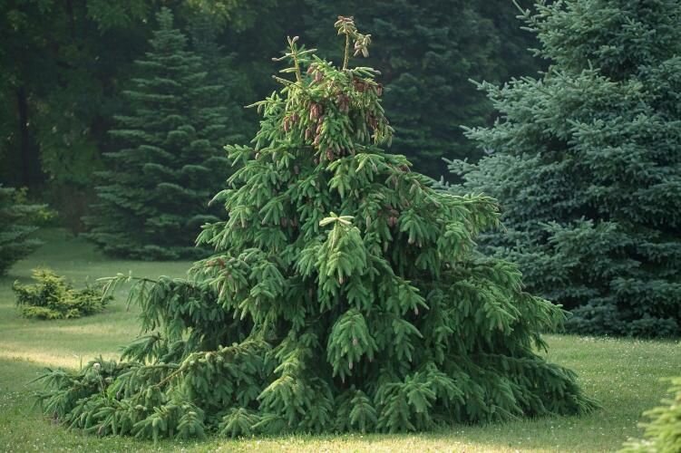 534 Picea abies 'Acrocona' — Rock Crest Gardens