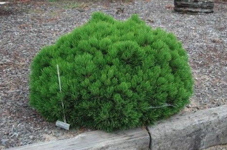 Pinus Leucodermis Schmidtii