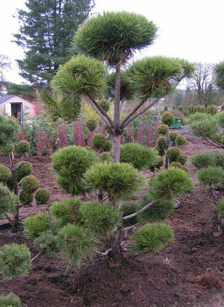644 Pinus Sylvestris 3 4 Pom Pom Rock Crest Gardens
