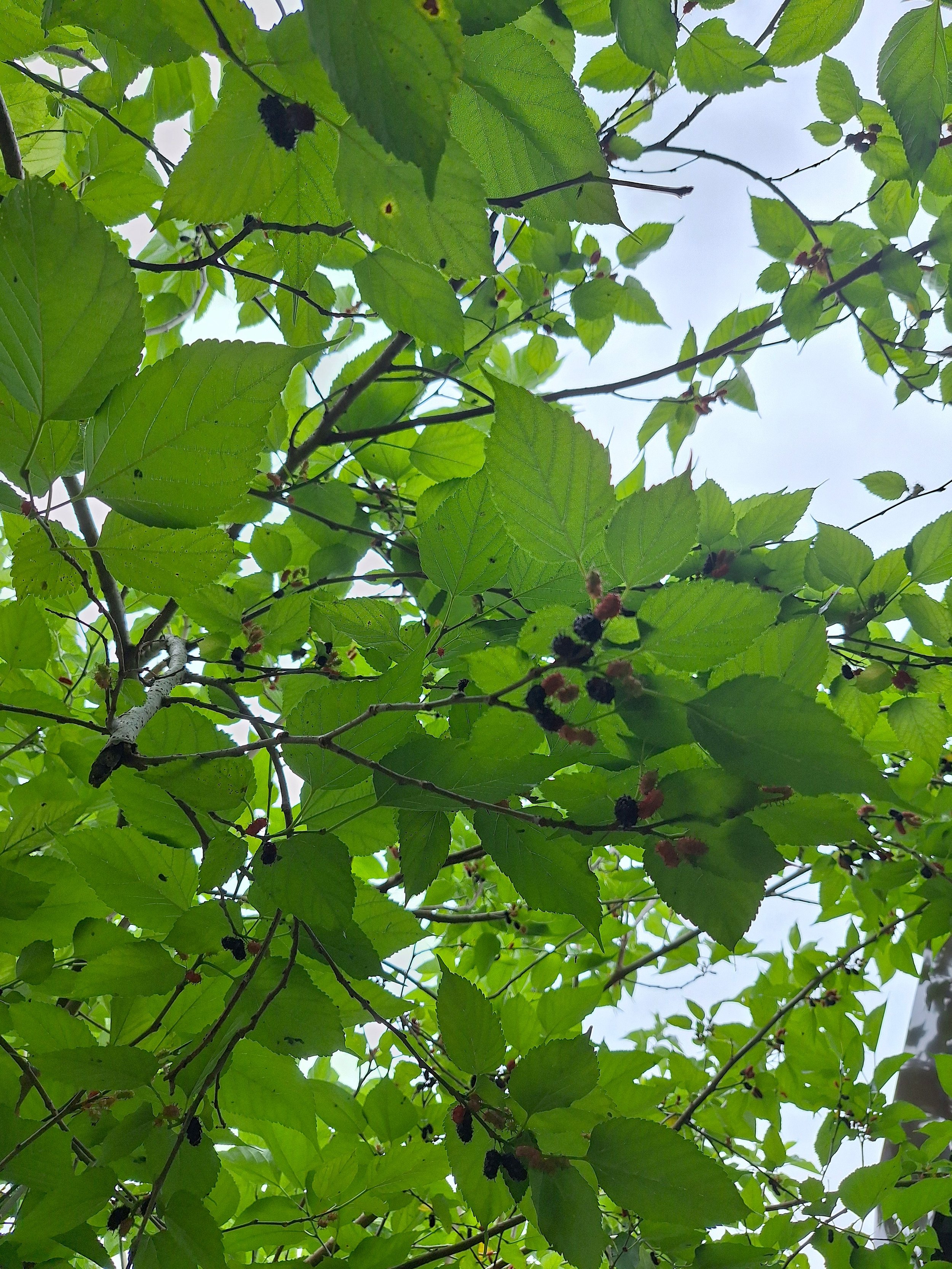 🔙 To when we had plenty of mulberries!
Did you know we make smoothies based on what seasonal fruits are available?

Currently serving Mango smoothies, and Cucumber &amp; Lime!

#bacolodcity #naturalgardencafe #seasonalsmoothies