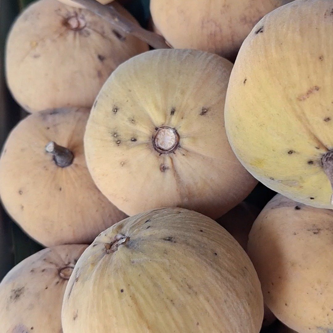 Not only do we grow our own fruit, vegetables and herbs in our garden, we use it in our dishes and sell it fresh to our customers. Today we have Santol available at the cafe, straight from the tree!