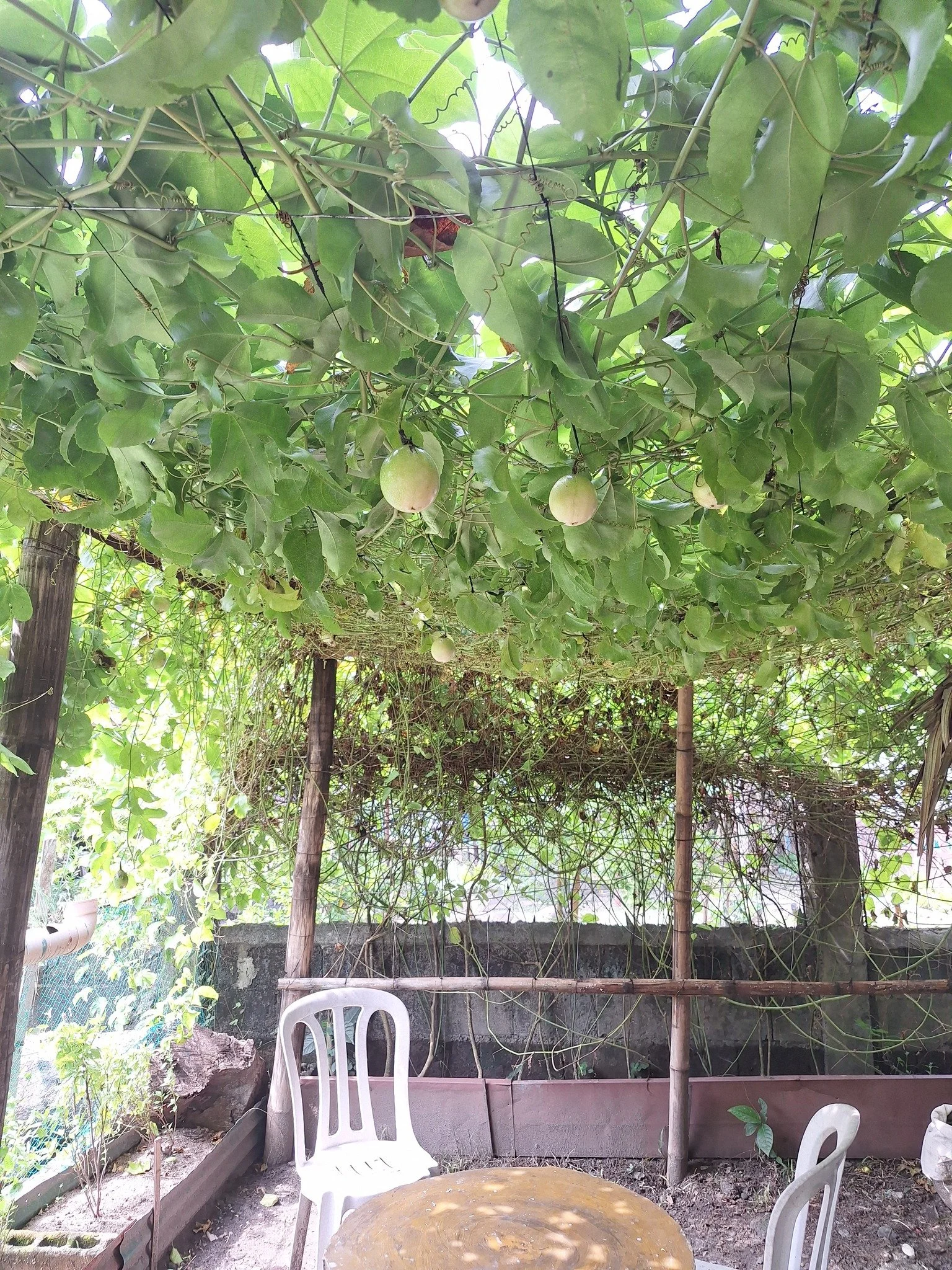 👀New fruits growing in our garden! 👀 Can you spot the passionfruit? Soon they will be ripe and ready to pick!
