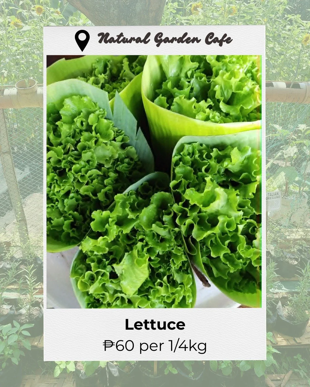 Fresh lettuce for sale! Straight from our garden to your table.
