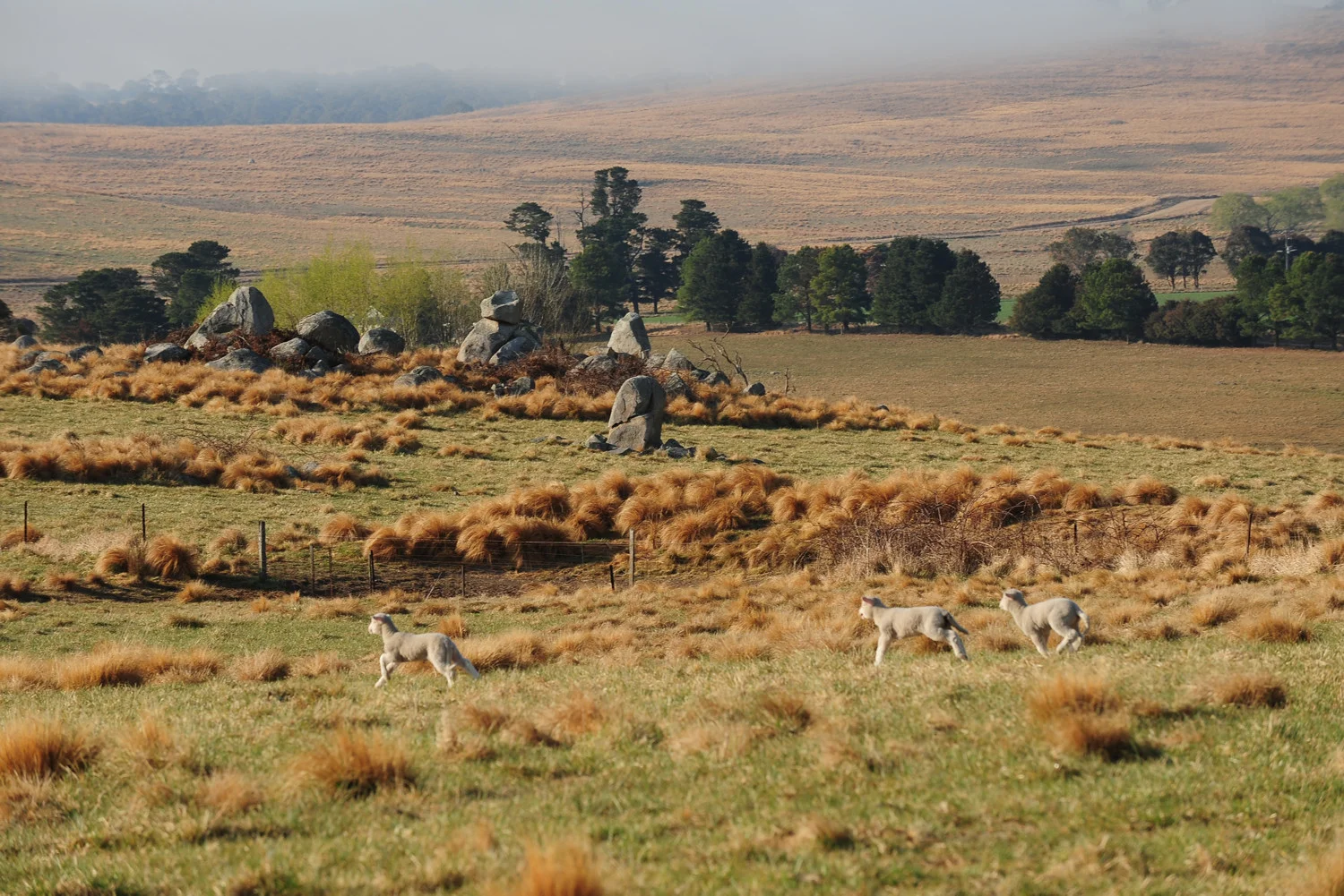 WEBLambs in Winter Terrain GIS.jpg