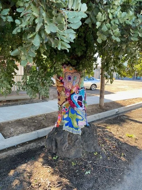 Narrabri YBP (2).jpg