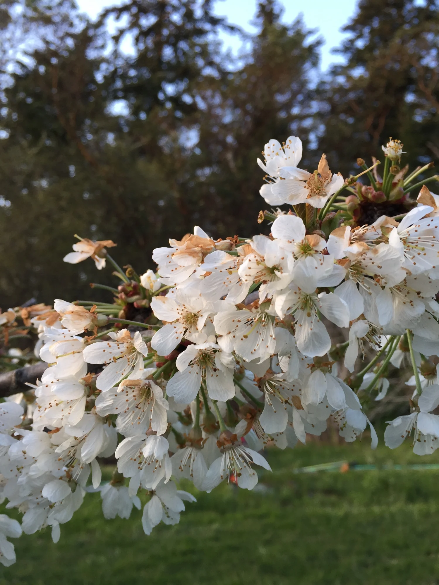 blossom.jpg