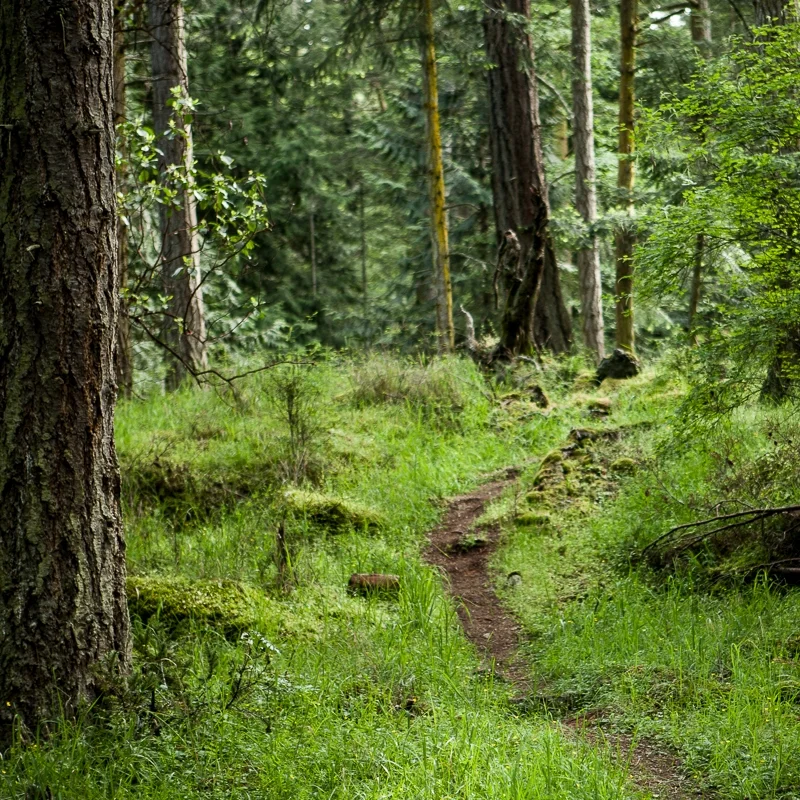 forest.jpg