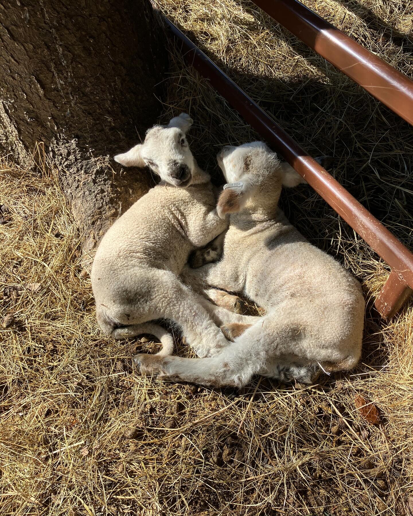 Happy Equinox! Almost heart shaped, some of our new spring lambs have arrived.