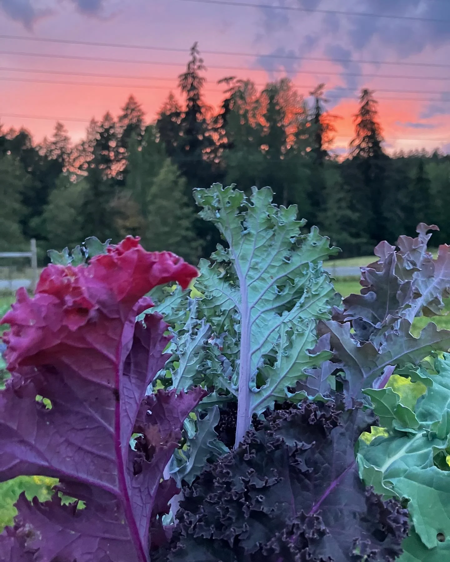 Evening harvest for tomorrow&rsquo;s Fresh Friday Warm Valley Farm pop-up at @boardwalk_collective . We will have beautiful veggies, and flowers. See you there at 9:30 - 12:30!