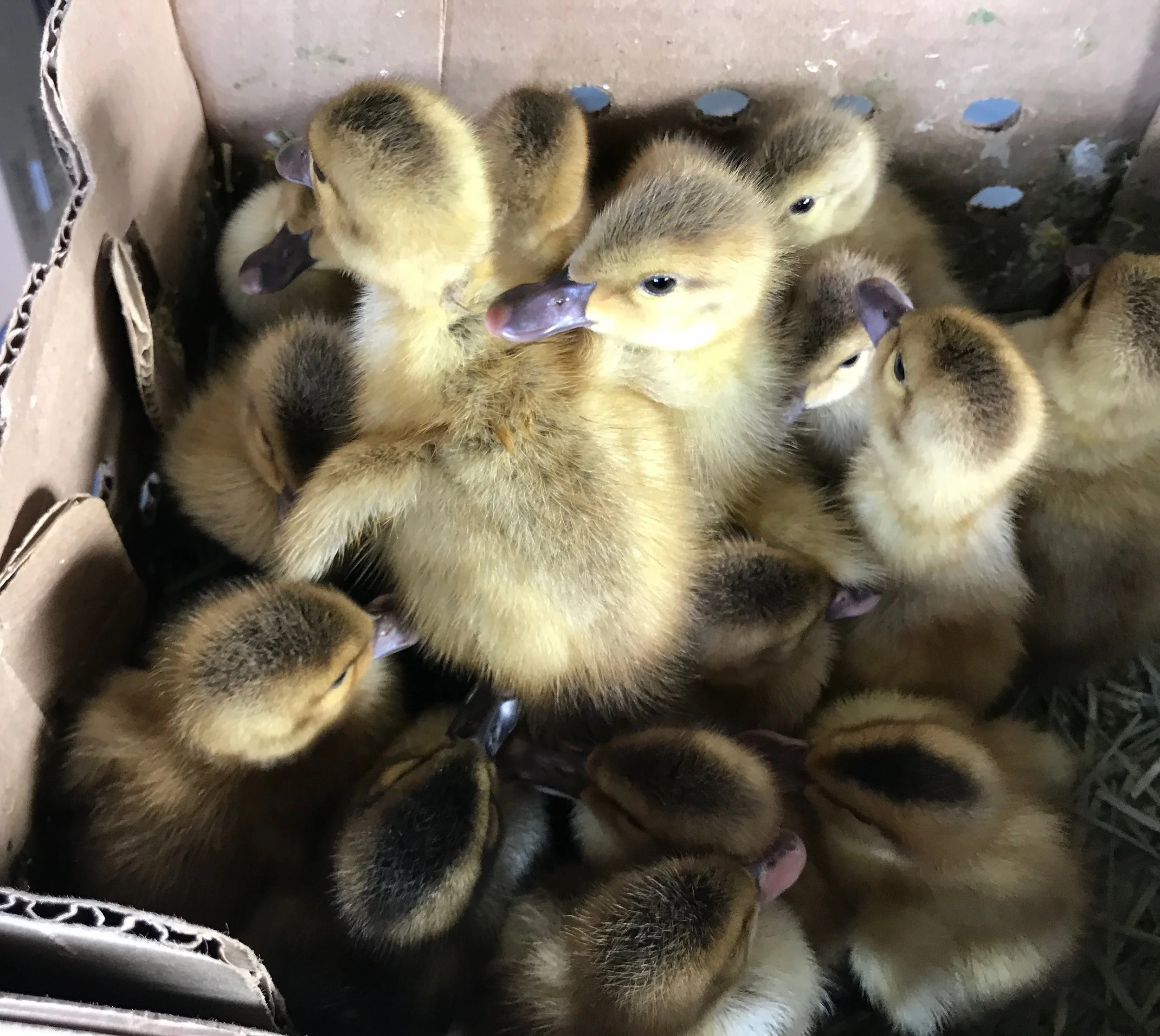 Duck Eggs — Warm Valley Farm