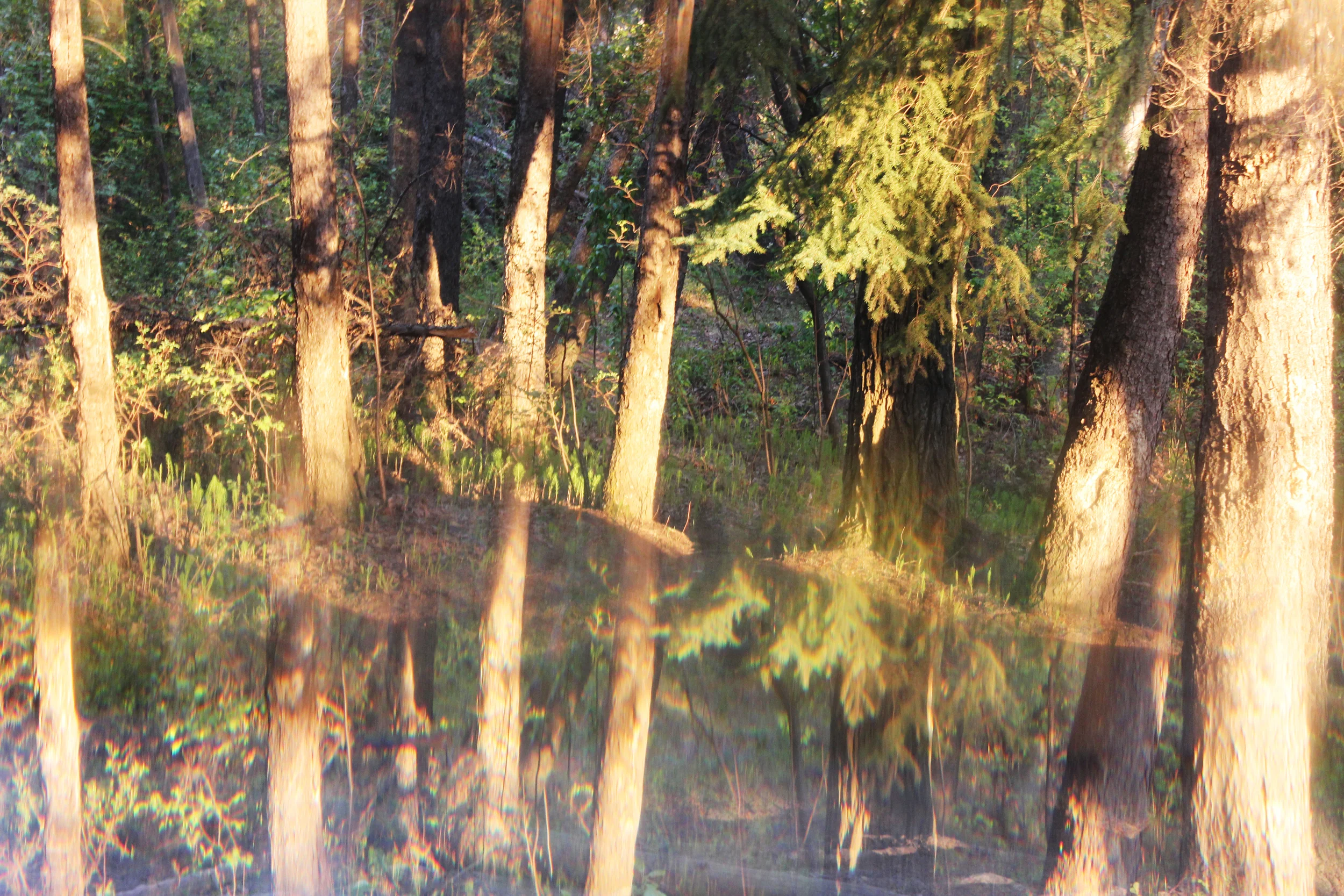 reflection trees.jpg