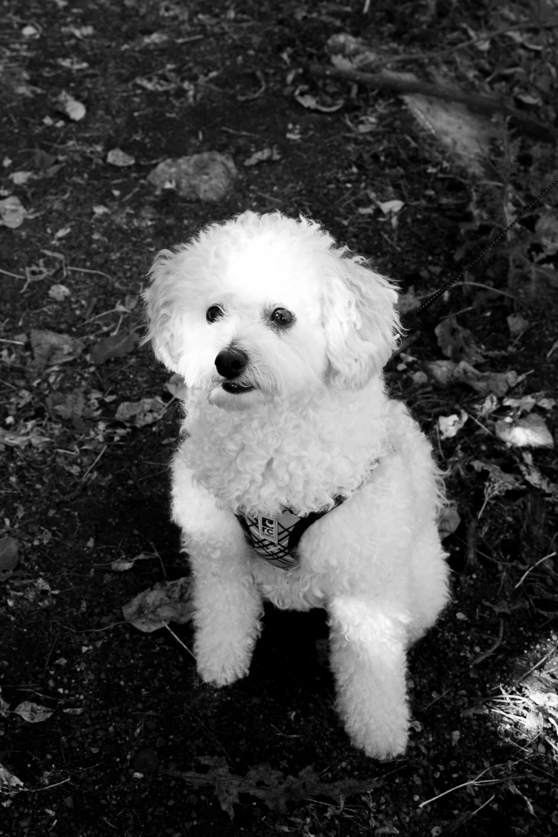 Ajanth & Nikesha Engagement-26.jpg