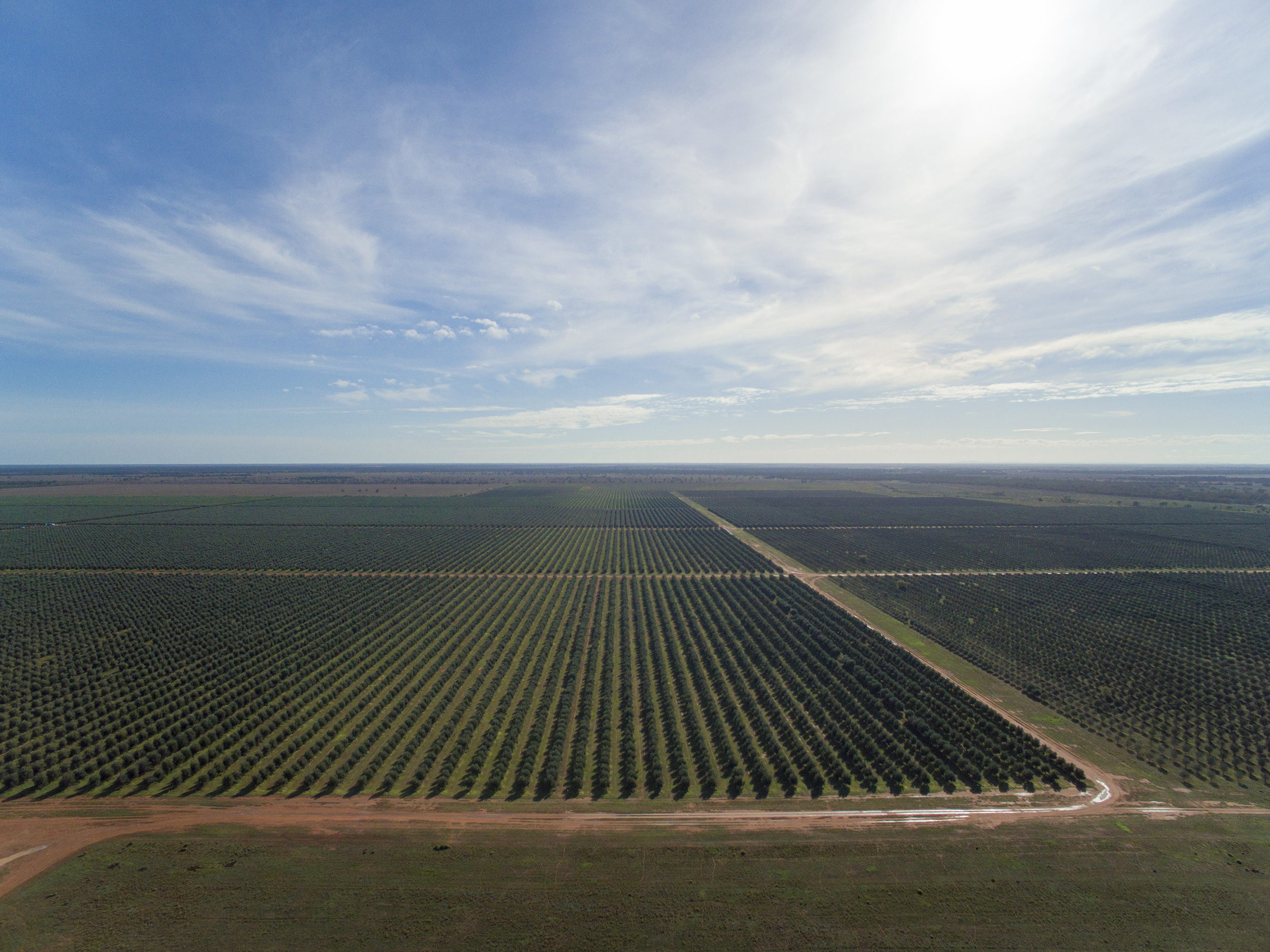 Tree Tops Olive Grove and Factory WEB 055.jpg