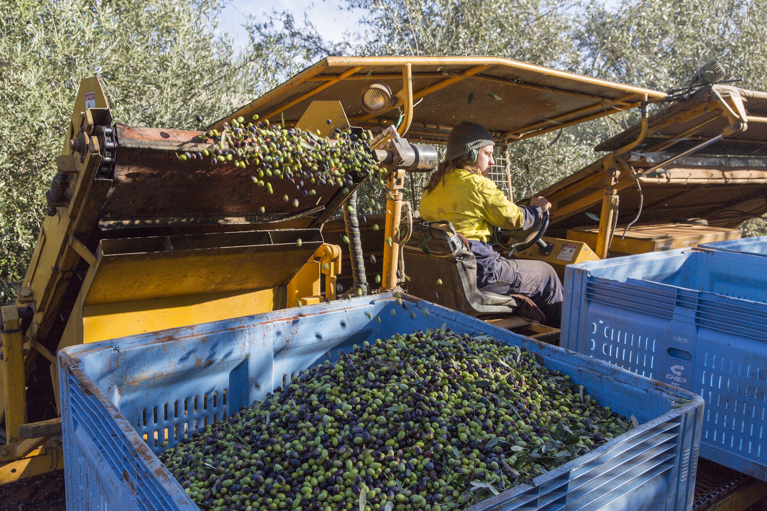 Tree Tops Olive Grove and Factory WEB 061.jpg