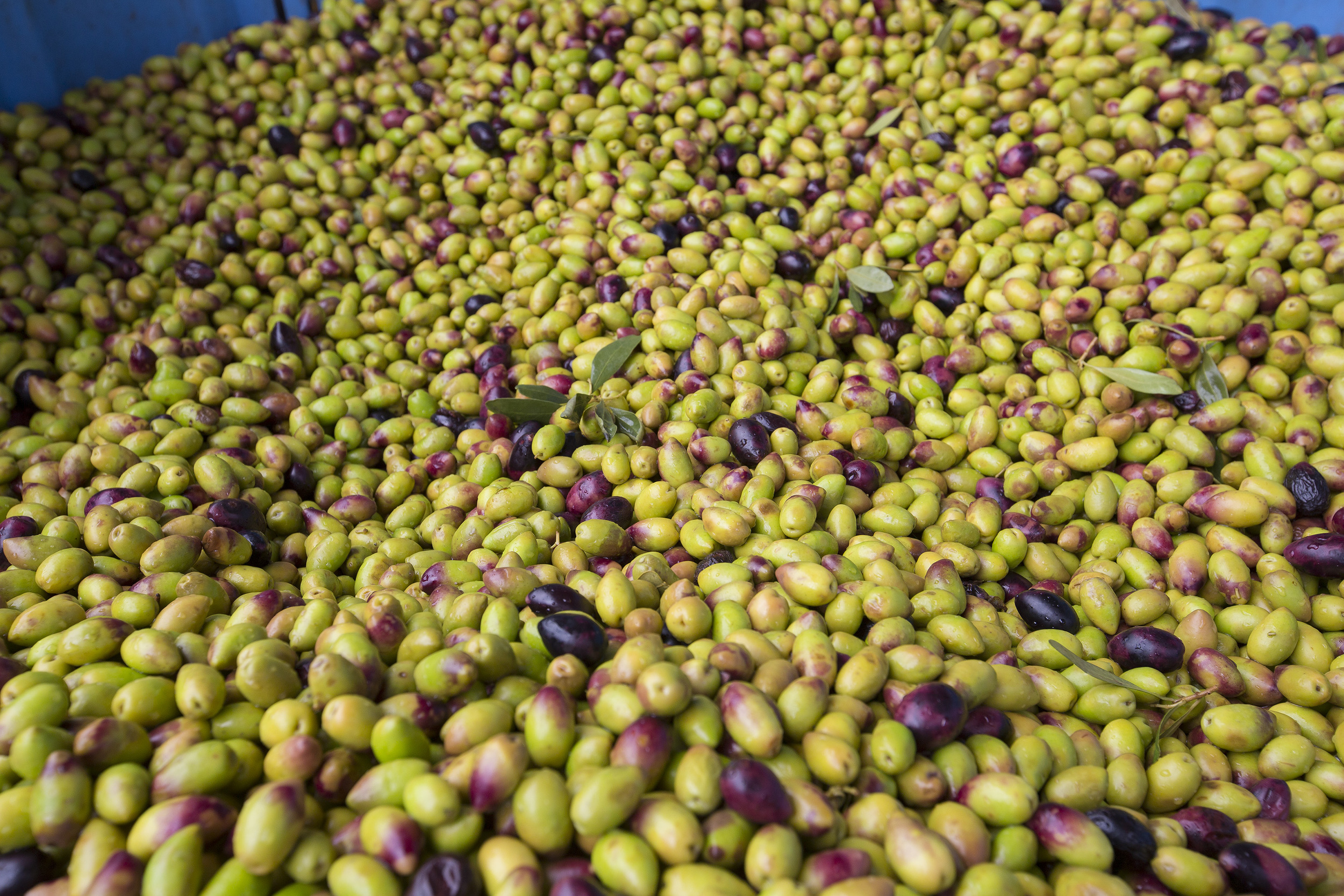Tree Tops Olive Grove and Factory WEB 026.jpg