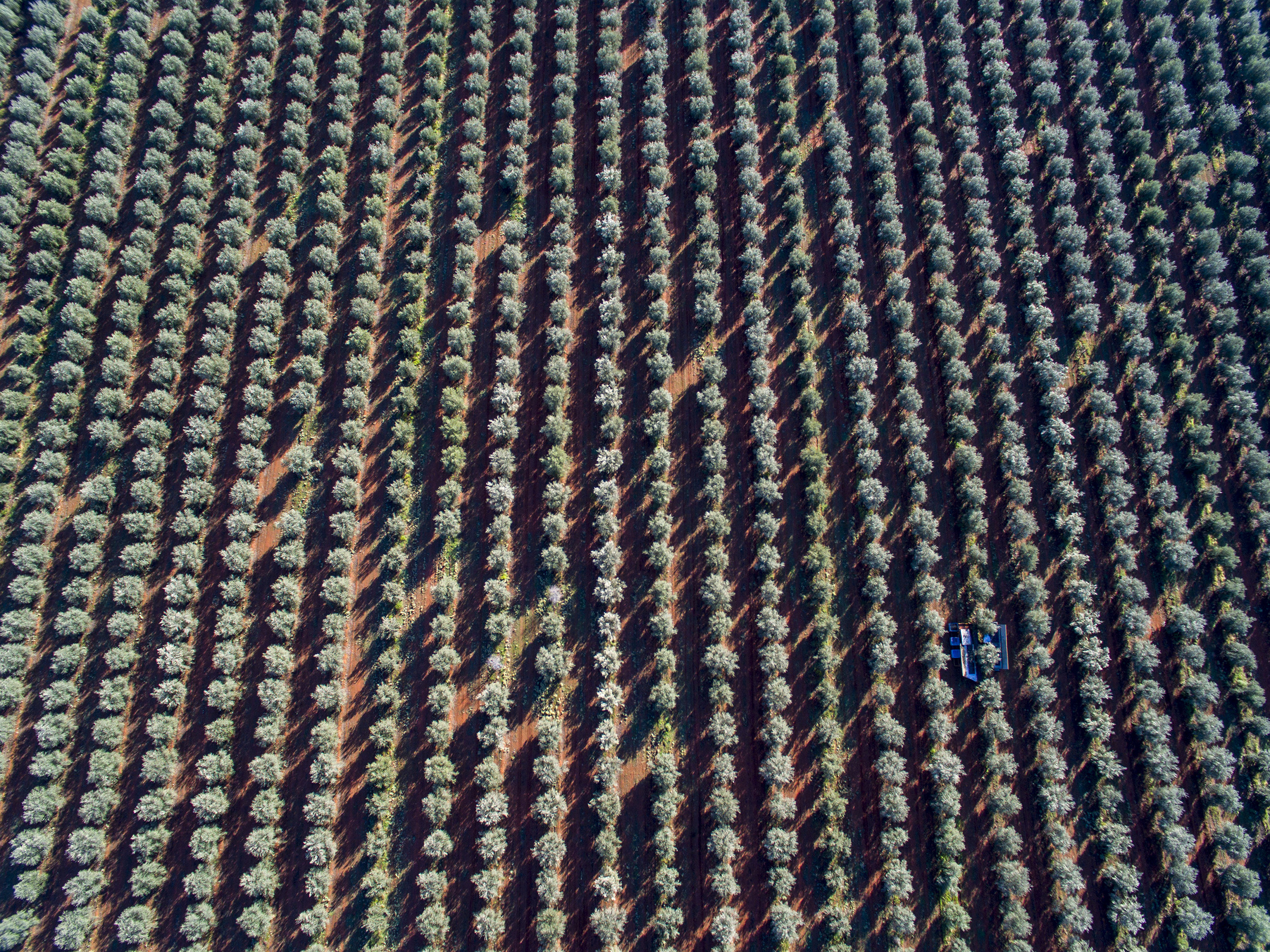 Tree Tops Olive Grove and Factory WEB 052.jpg