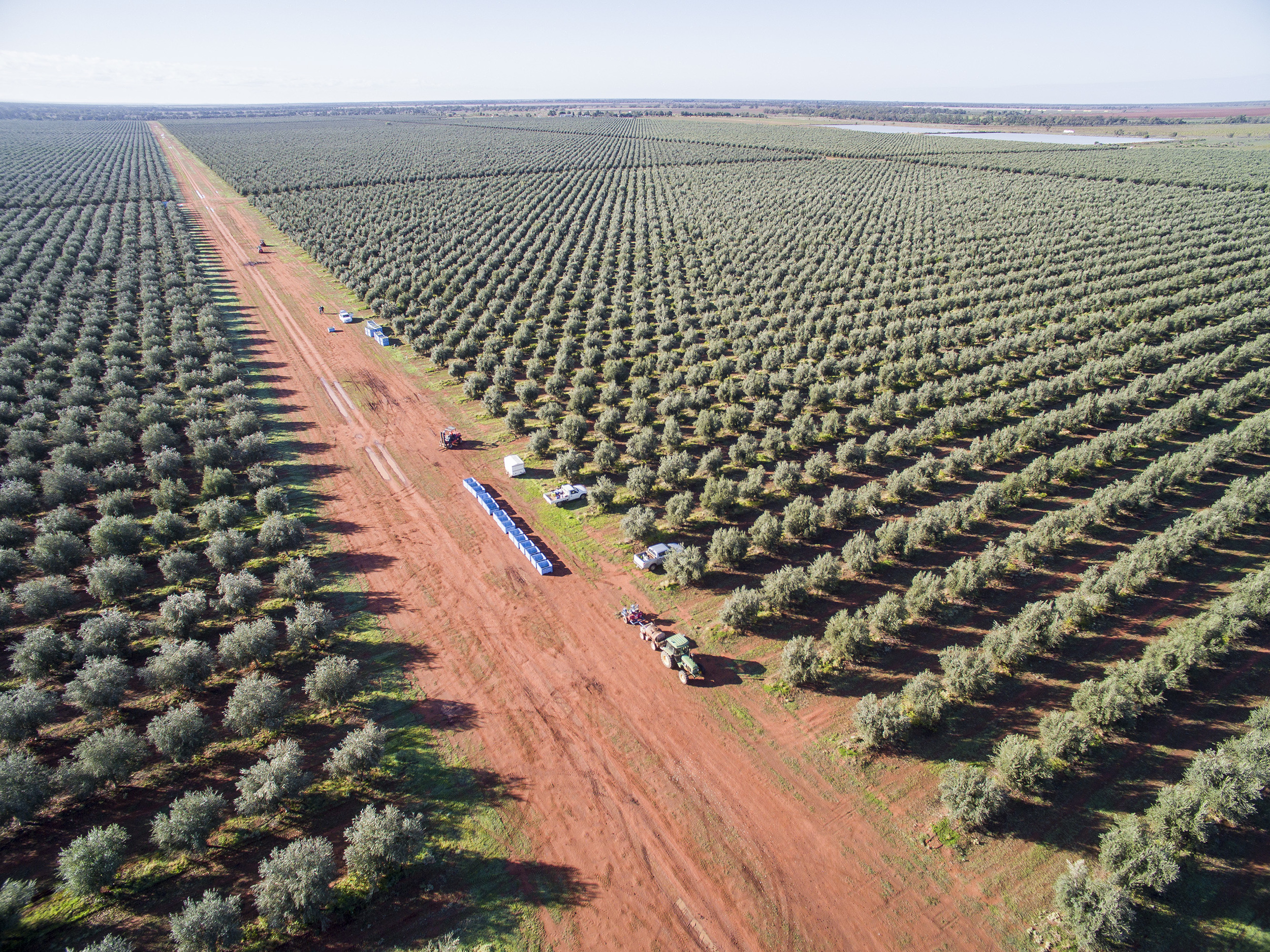 Tree Tops Olive Grove and Factory WEB 050.jpg