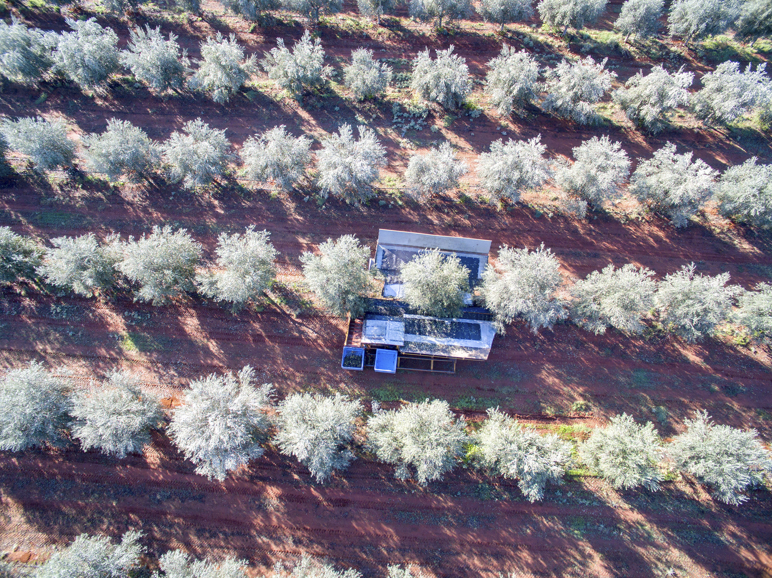 Tree Tops Olive Grove and Factory WEB 053.jpg
