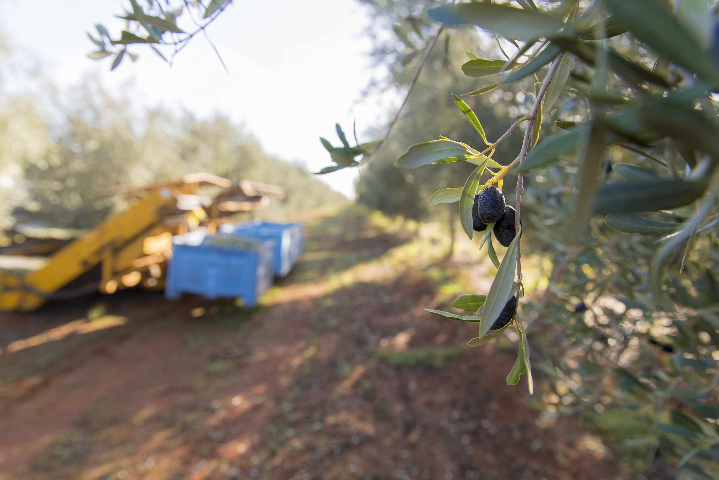 Tree Tops Olive Grove and Factory WEB 063.jpg