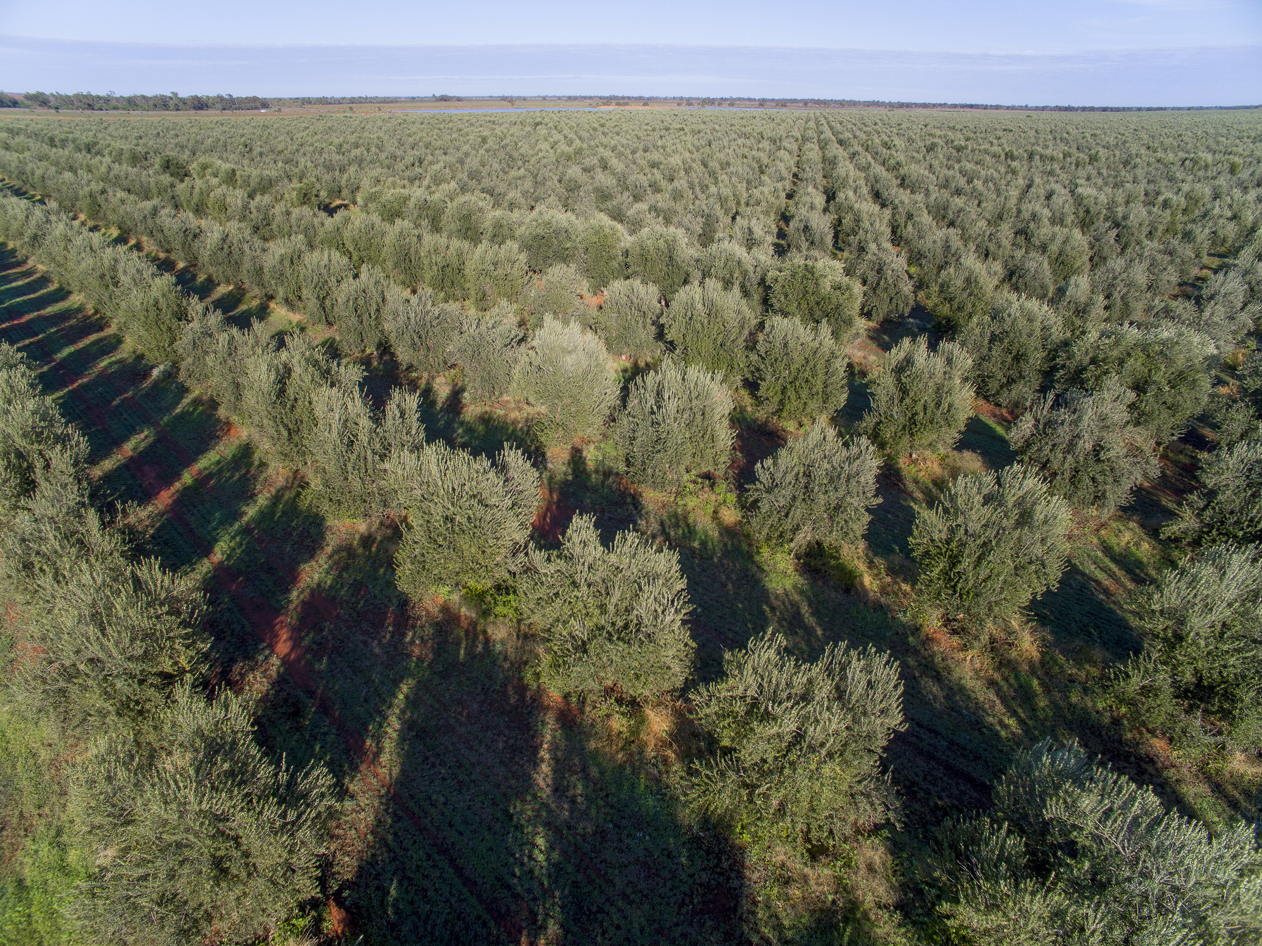 Tree Tops Olive Grove and Factory WEB 047.jpg
