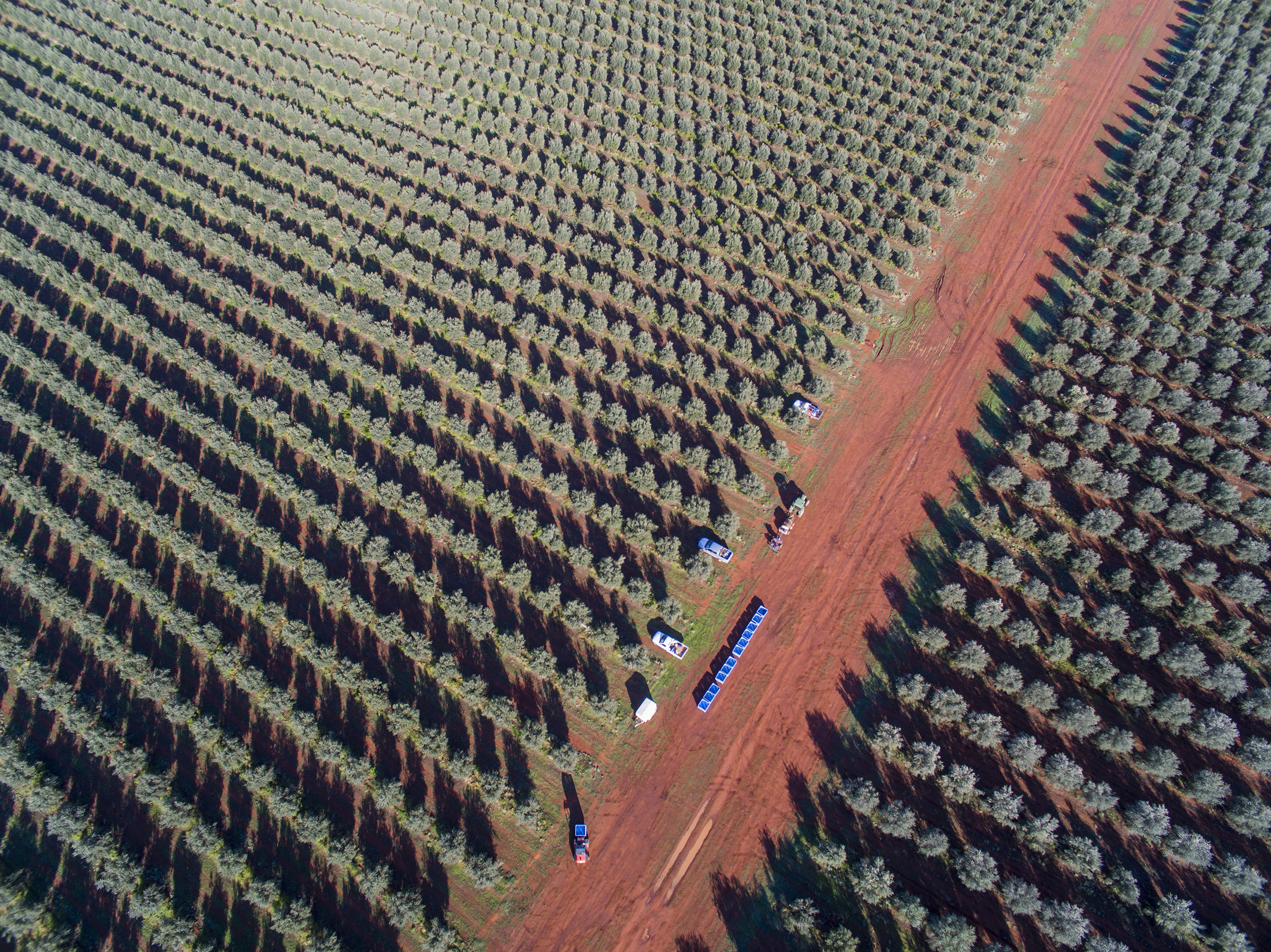 Tree Tops Olive Grove and Factory WEB 049.jpg