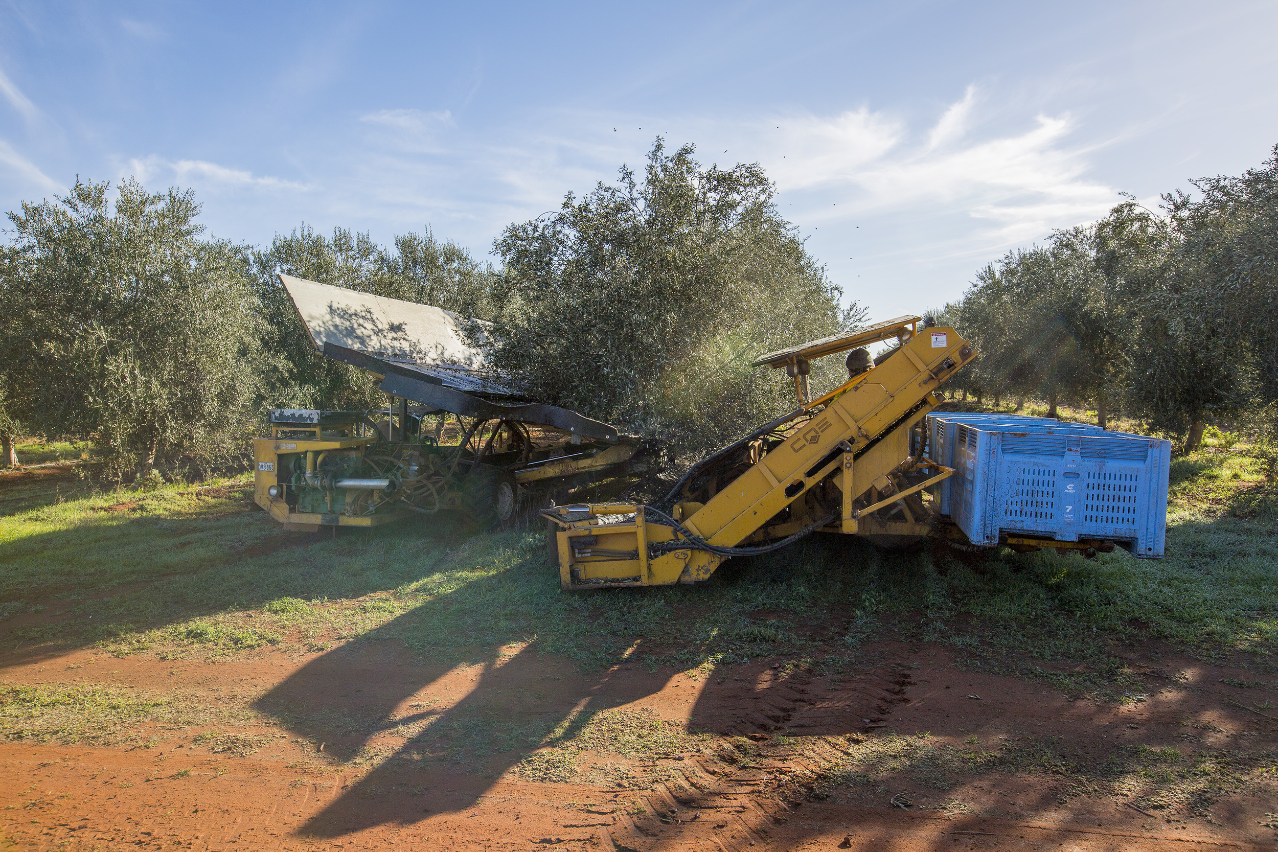 Tree Tops Olive Grove and Factory WEB 058.jpg