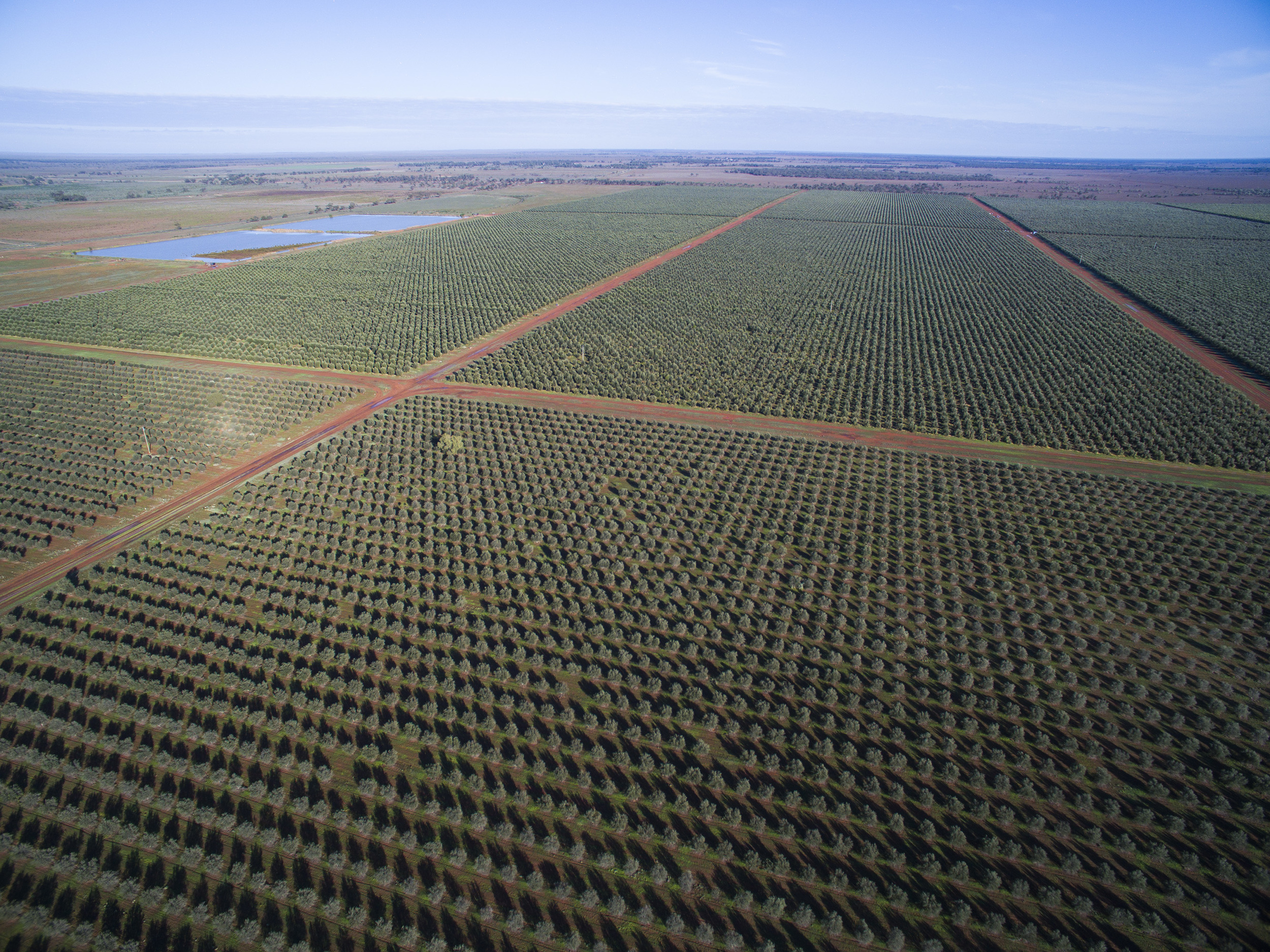 Tree Tops Olive Grove and Factory WEB 044.jpg